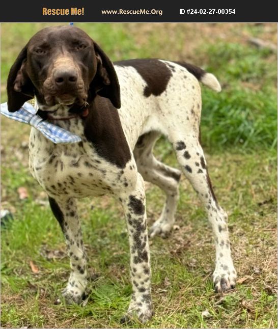 ADOPT 24022700354 ~ German Shorthaired Pointer Rescue ~ Jesup, GA