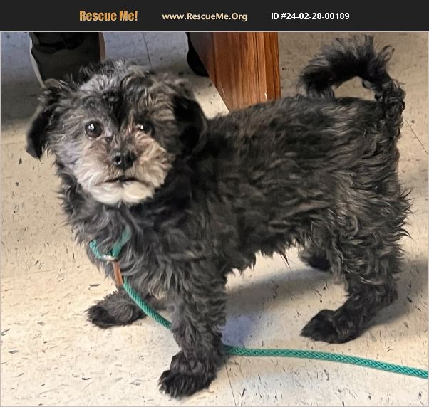 ADOPT 24022800189 ~ Affenpinscher Rescue ~ Salt Lake City, UT