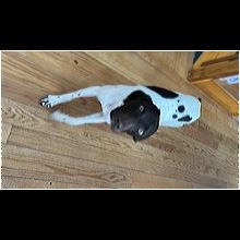 German shorthaired best sale pointer kentucky