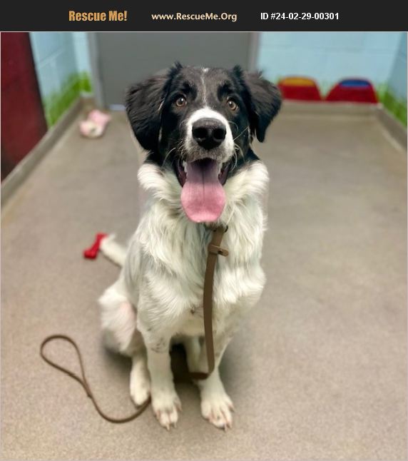 ADOPT 24022900301 ~ Border Collie Rescue ~ Salt Lake City, UT