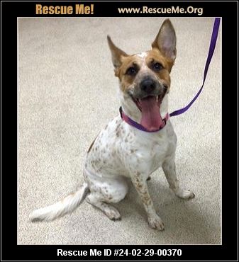 - California Australian Cattle Dog Rescue - ADOPTIONS - Rescue Me!