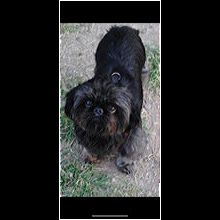 Shih tzu hot sale rescue new mexico