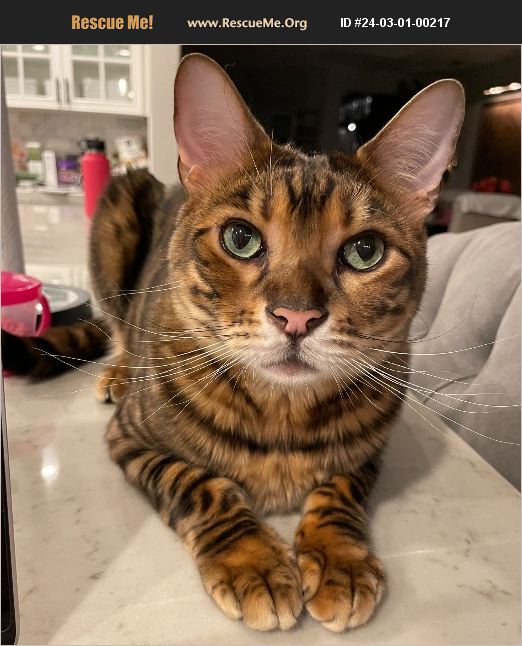 ADOPT 24030100217 ~ Toyger Rescue ~ Sacramento, CA
