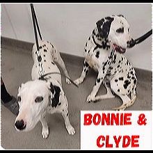 Dalmatian rescue ma clearance