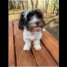 Havanese rescue ma sale