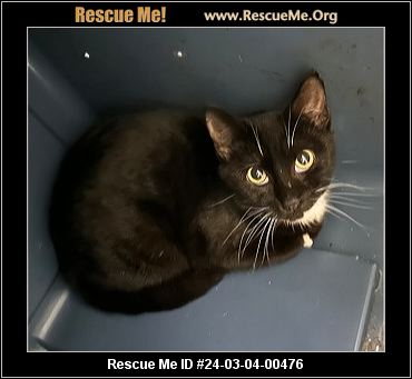 - Texas Cat Rescue - ADOPTIONS - Rescue Me!