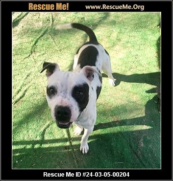 - South Carolina Dog Rescue - ADOPTIONS - Rescue Me!