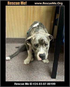 - Texas Pit Bull Rescue - ADOPTIONS - Rescue Me!