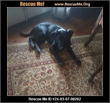 - South Carolina Lab Rescue - ADOPTIONS - Rescue Me!