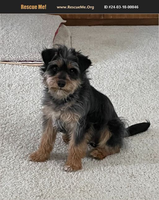 ADOPT 24031000046 ~ Norfolk Terrier Rescue ~ Denver, CO