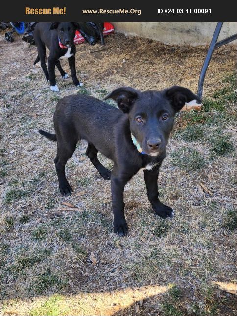 ADOPT 24031100091 ~ Australian Kelpie Rescue ~ Littleton, CO