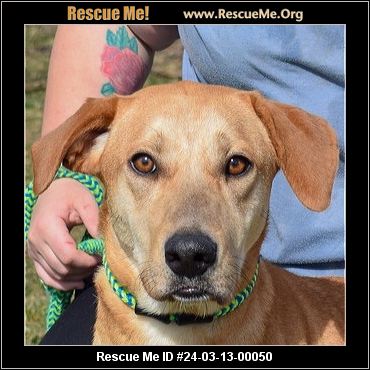 - Illinois German Shepherd Rescue - ADOPTIONS - Rescue Me!