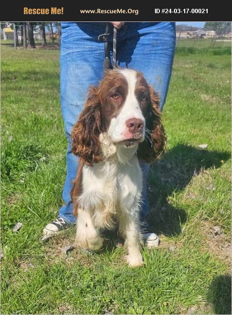 ADOPT 24031700021 ~ English Springer Spaniel Rescue ~ Seattle, WA