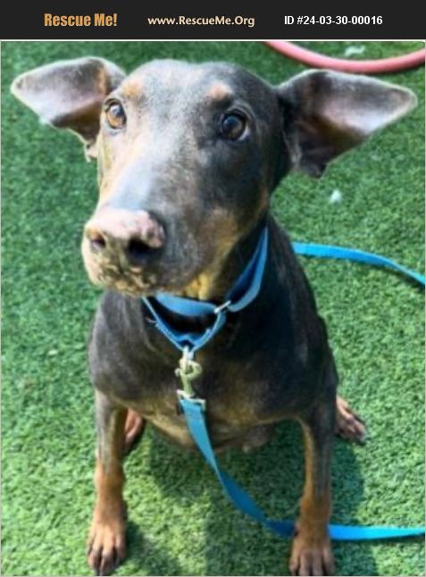 ADOPT 24033000016 ~ Doberman Pinscher Rescue ~ Van Nuys, CA