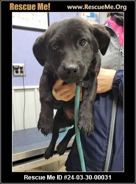 - Ohio Dog Rescue - ADOPTIONS - Rescue Me!