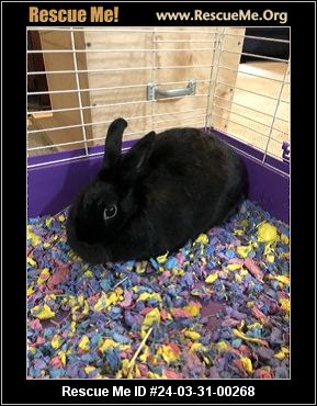 - Massachusetts Rabbit Rescue - ADOPTIONS - Rescue Me!