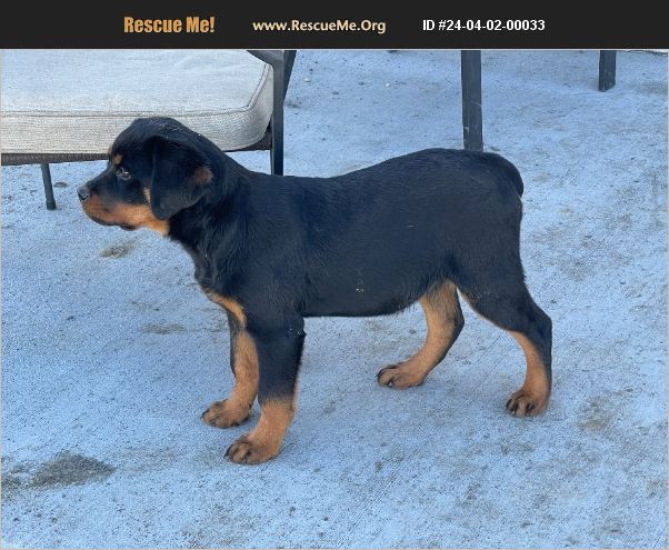 ADOPT 24040200033 ~ Rottweiler Rescue ~ minneapolis, MN