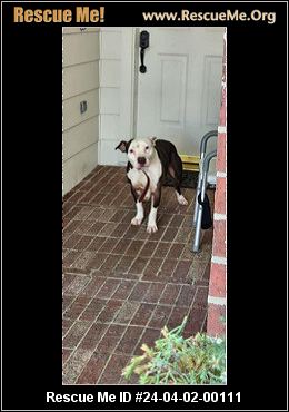 - Texas Pit Bull Rescue - ADOPTIONS - Rescue Me!