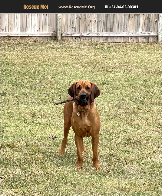Wichita Kansas Rescue ADOPT 24040200301 ~ Bloodhound Rescue ~ Wichita, KS