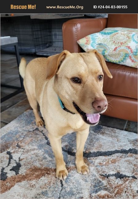 ADOPT 24040300155 ~ Lab Rescue ~ Sedona, AZ
