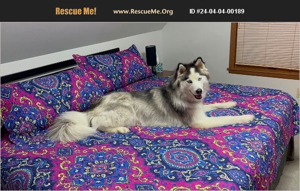 ADOPT 24040400189 ~ Siberian Husky Rescue ~ Jackson, MI