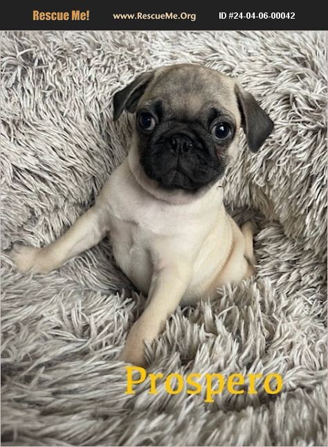 ADOPT 24040600042 ~ Pug Rescue ~ Union Grove, WI