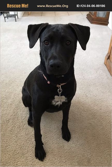 ADOPT 24040600186 ~ Lab Rescue ~ Maricopa, AZ