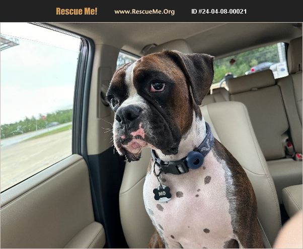 ADOPT 24040800021 ~ Boxer Rescue ~ Columbus, GA