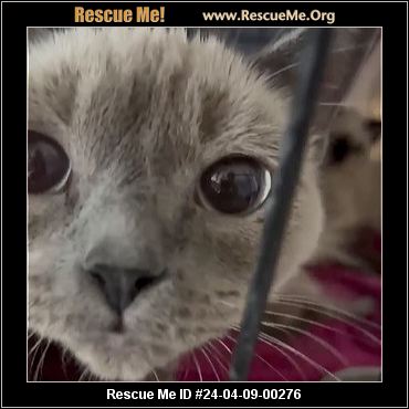 - Texas Siamese Rescue - ADOPTIONS - Rescue Me!