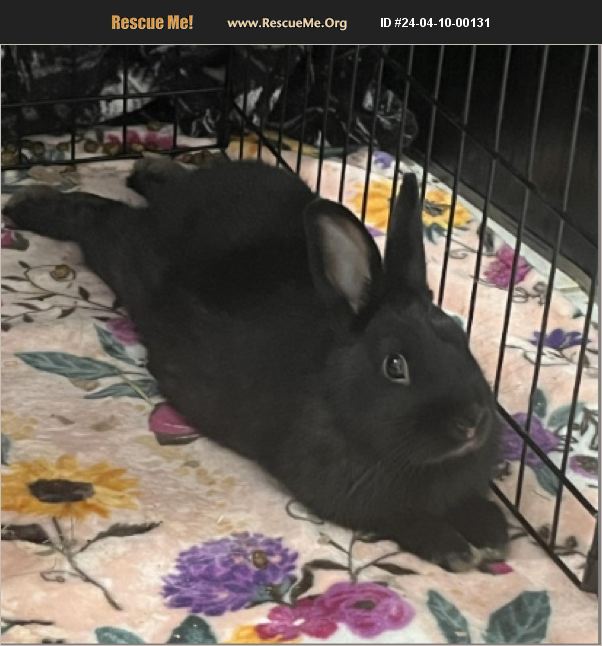 ADOPT 24041000131 ~ Rabbit Rescue ~ Miami, FL