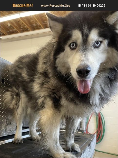 ADOPT 24041000255 ~ Alaskan Malamute Rescue ~ Logan, UT