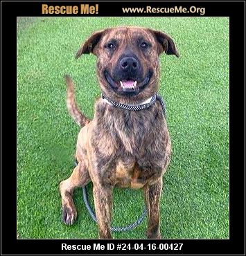 - Arizona Mutt Rescue - ADOPTIONS - Rescue Me!