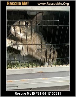 - Texas Rabbit Rescue - ADOPTIONS - Rescue Me!