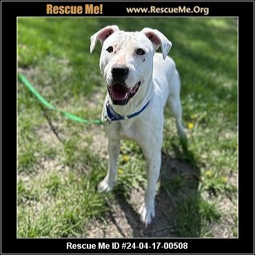 Missouri Rescue - Missouri Dog Rescue - ADOPTIONS - Rescue Me!