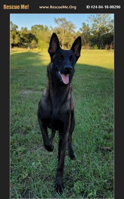 ADOPT 24041800296 ~ Belgian Malinois Rescue ~ Hialeah, FL