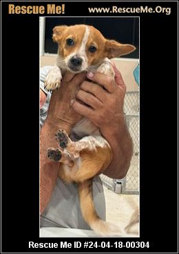 - Florida Fox Terrier Rescue - ADOPTIONS - Rescue Me!