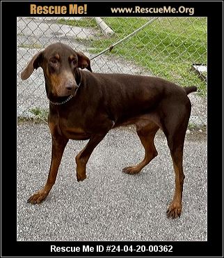 - Connecticut Dog Rescue - ADOPTIONS - Rescue Me!