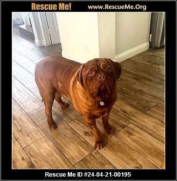 - California Mastiff Rescue - ADOPTIONS - Rescue Me!