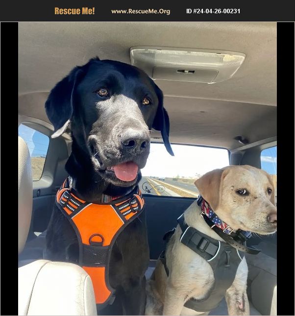 ADOPT 24042600231 ~ Lab Rescue ~ Yavapai County, AZ