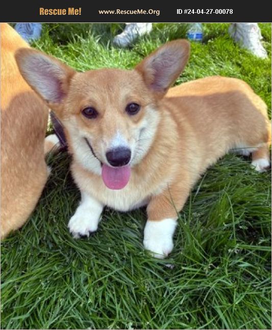 ADOPT 24042700078 ~ Corgi Rescue ~ Bedford Hills, NY