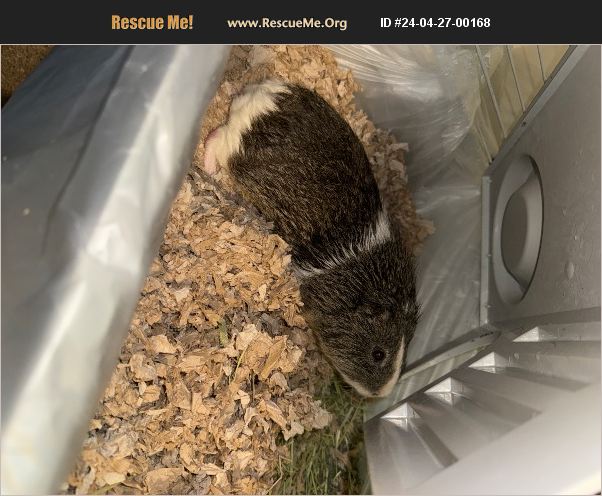 Small Creature Rescues ADOPT 24042700168 ~ Small Mammal Rescue ~ Atlanta, GA