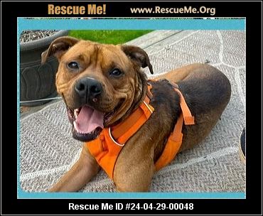 - Connecticut Dog Rescue - ADOPTIONS - Rescue Me!