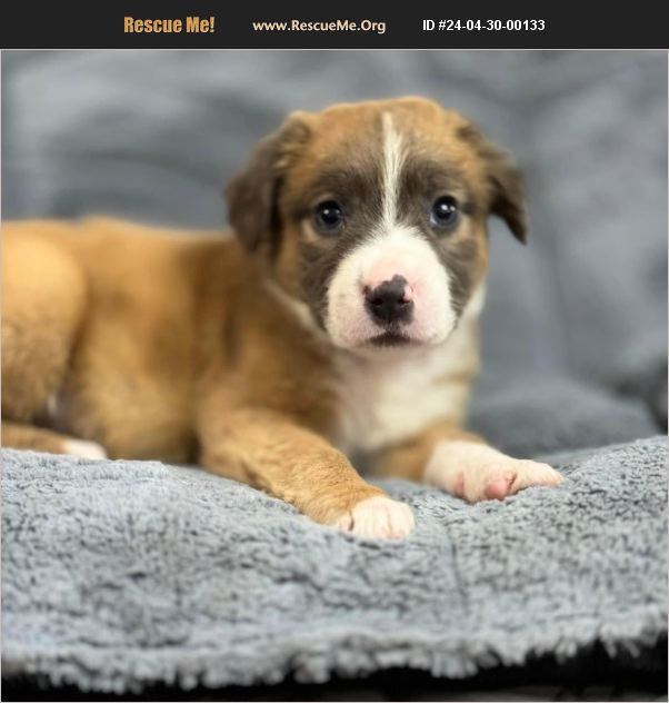 ADOPT 24043000133 ~ American Bulldog Rescue ~ Hortense, GA