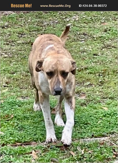 ADOPT 24043000372 ~ Black Mouth Cur Rescue ~ Ville Platte, LA