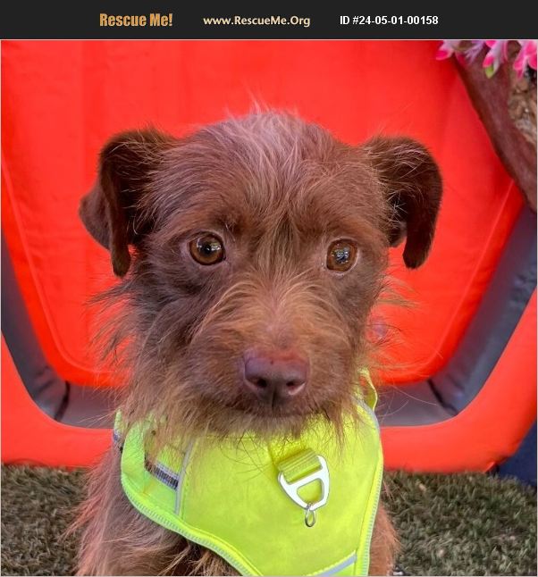 ADOPT 24050100158 ~ Norfolk Terrier Rescue ~ Carlsbad, CA