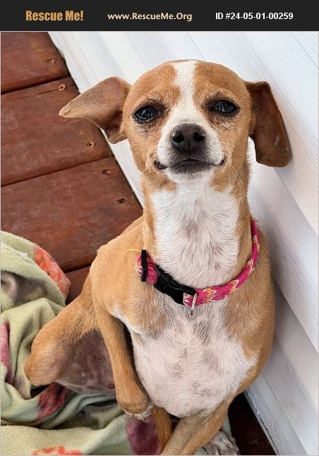 ADOPT 24050100259 ~ Chihuahua Rescue ~ Capitan, NM