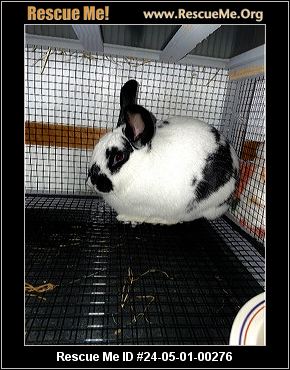 - Massachusetts Rabbit Rescue - ADOPTIONS - Rescue Me!