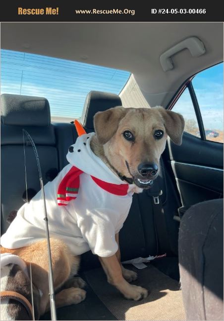 ADOPT 24050300466 ~ Lab Rescue ~ Arizona