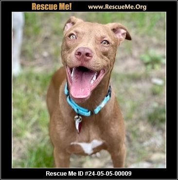 - Colorado Mutt Rescue - ADOPTIONS - Rescue Me!