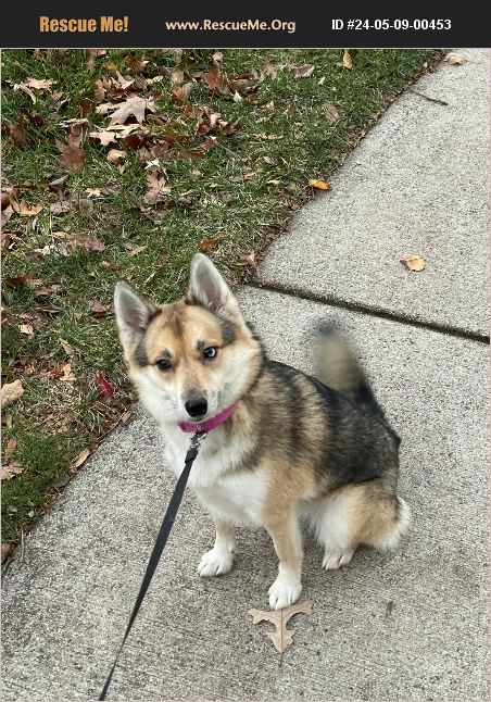 ADOPT 24050900453 ~ Siberian Husky Rescue ~ Ashburn, VA